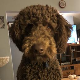 Gojo - Goldendoodle