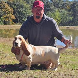 Maggie - Basset Hound