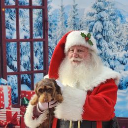 Dachshund Puppies from Divine Teckel Tails