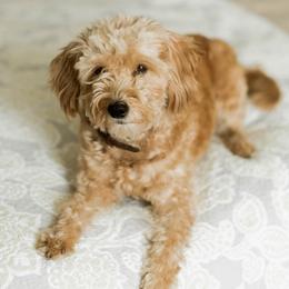 Nala - Goldendoodle