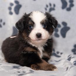 Greta - Pink Collar - Black tri female Miniature Australian Shepherd puppy in Lacombe, Louisiana from Indigo River Aussies