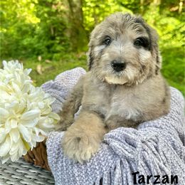 Tarzan - Merle male Sheepadoodle puppy in Thornville, Ohio from Four Front Doodles & Friends