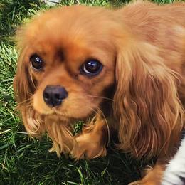 Ember - Cavalier King Charles Spaniel