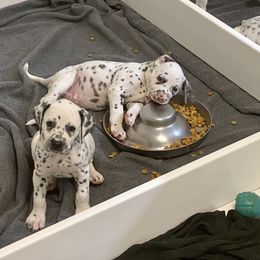 Dalmatian Puppies from Buckeye Dalmatians