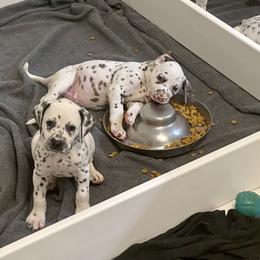 Dalmatian Puppies from Buckeye Dalmatians