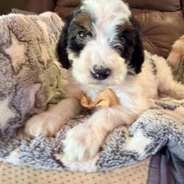 Cosmo - with training - Tri-color male Bernedoodle puppy in Boonville, North Carolina from Doods & Dolls