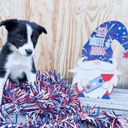 Lindsay - Black female Border Collie puppy in Raccoon, Kentucky from Skyline Border Collies