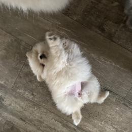 Rose - Cream female Pomeranian puppy in Scio, Oregon from Mac Daddy Poms