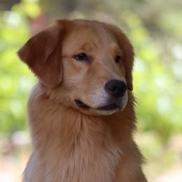Miley - Golden Retriever