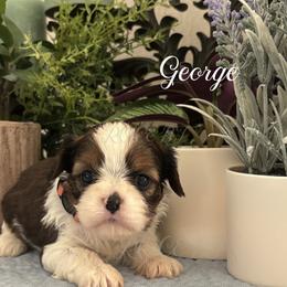 George - Black gold and white male Cavatzu puppy in Grove, Oklahoma from Rocky Oak Cavaliers & Biewer Terriers LLC