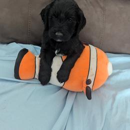 Nemo - Black male Goldendoodle puppy in Hollow Rock, Tennessee from Cedarhills