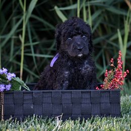 Poodle Puppies from Nay Design Poodles