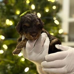 Kanga - Phantom female Goldendoodle puppy in Camden, North Carolina from Oopsie Doodles of NC
