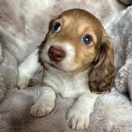 Henry (Cheddar) - Cream male Dachshund puppy in Lincoln, California from ForeversEdge Doxies