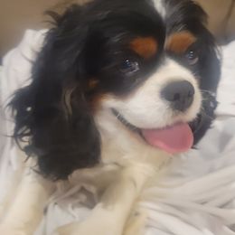 Cavalier King Charles Spaniels from Katie's Cavs