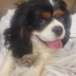 Cavalier King Charles Spaniels from Katie's Cavs