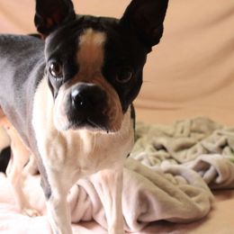 Gracie - Seal and white female Boston Terrier puppy in Port Clinton, Ohio from Campbell's Boston Terriers