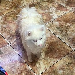 Pomeranian puppies from La Belle Pomeranians