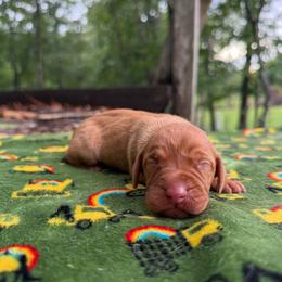 Remi - Golden rust female Vizsla puppy in Comer, Georgia from Stratton Spaniels