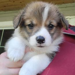 Pembroke Welsh Corgi puppies from Brighton Creek Welsh Corgis