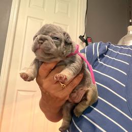 Girl 1 - Blue female French Bulldog puppy in Bolingbrook, Illinois from Flores Frenchies