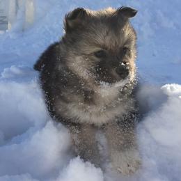 Pomsky Puppies from Dakota Pomskies
