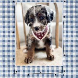 Liberty - Blue merle female Bernedoodle puppy in Central, Arizona from Cotton Lane Puppies