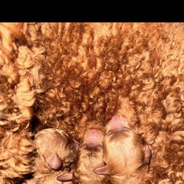 Ricky - Red  male Poodle puppy in Cape Coral, Florida from Katherine’s Yorkies and Poodles