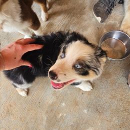 BMM - Blue merle male Australian Shepherd puppy in Magnolia, Texas from Oasam Aussies