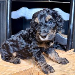 Bandit - Phantom male Bernedoodle puppy in Tyner, Kentucky from Good Dog Doodles