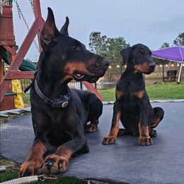 Doberman Pinscher Puppies from Franklin Dobermans