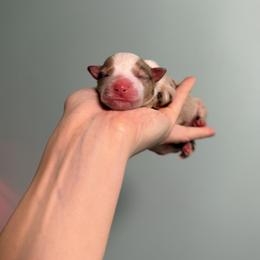 Miniature American Shepherd Puppies from Bonbelle