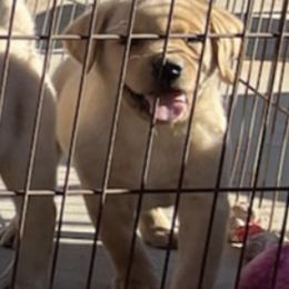 Labrador Retrievers from Ultra Quest Show Dogs