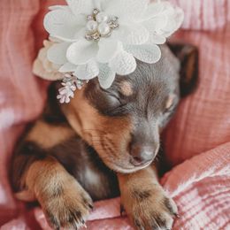 Dachshund Puppies from Long Little Dog Ranch