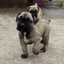 Genki - Fawn male Boerboel puppy in Sacramento, Michigan from BoHo Boerboels