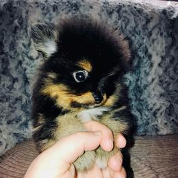 Tootsie - Black and tan female Pomeranian puppy in East Mountain, Texas from Fairchild Fancy Pomeranians and Coachella Pomeranians