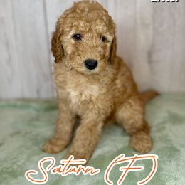 Saturn - Cream female Goldendoodle puppy in Houston, Texas from Golden Life Doodles