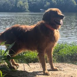 Diesel - Golden Retriever