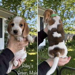 Rileys Green - Red black and white male Beagle puppy in Brownsville, Oregon from Beagles on the Run