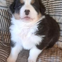 TAYLOR - Black tri-color male Australian Shepherd puppy in Elk Creek, Missouri from Hearts on Fire Australian Shepherds