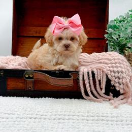 Girl 2 - female Shihpoo puppy in North Carolina from NC Doodle Puppies
