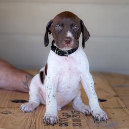 Black - Boy 1 - Liver and white male English Springer Spaniel puppy in Lake City, Fl, Florida from Spradley Springers & GSP's