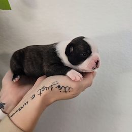 Erin - Black brindle and white female Boston Terrier puppy in Orem, Utah from Lost Valley Bostons