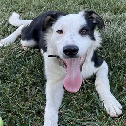 Border Collies from Already There Border Collies