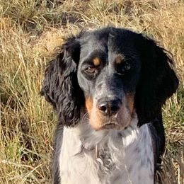 Hannah Jo - English Springer Spaniel