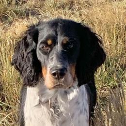 Hannah Jo - English Springer Spaniel