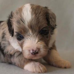 Aussiedoodles, Miniature Australian Shepherds, and Poodles from K Kountry Farm