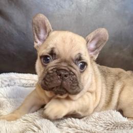 Bruce - Fawn male French Bulldog puppy in Billings, Montana from Yellowstone Frenchies