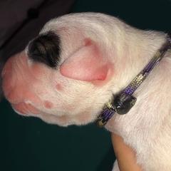 Dogo Argentino and Greyhound Puppies from Wayward Kennels