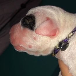 Dogo Argentino and Greyhound Puppies from Wayward Kennels